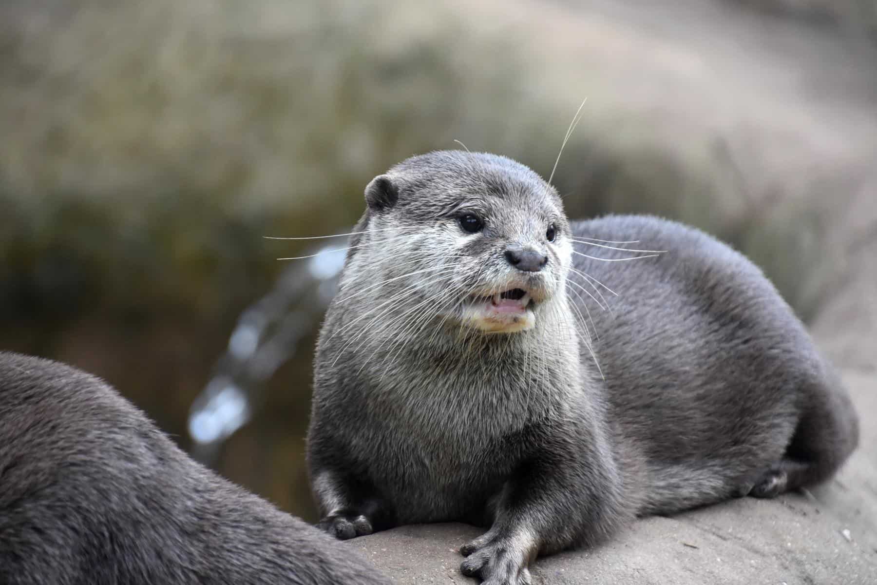 Otter Animal Facts Lutra Canadensis Az Animals