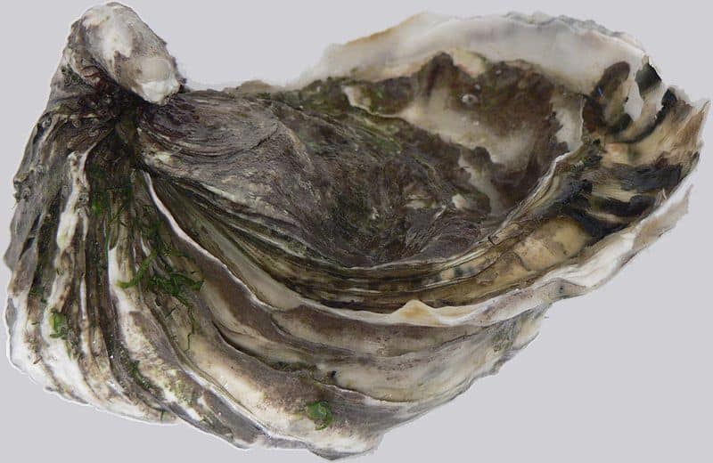 Oyster on white background