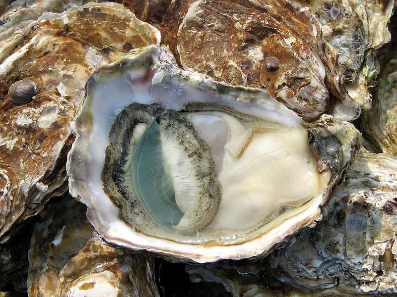 Open oyster on a market in Lyon