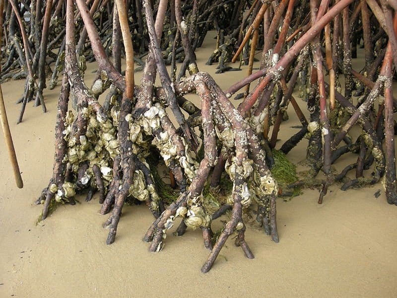 Oysters among mangroves
