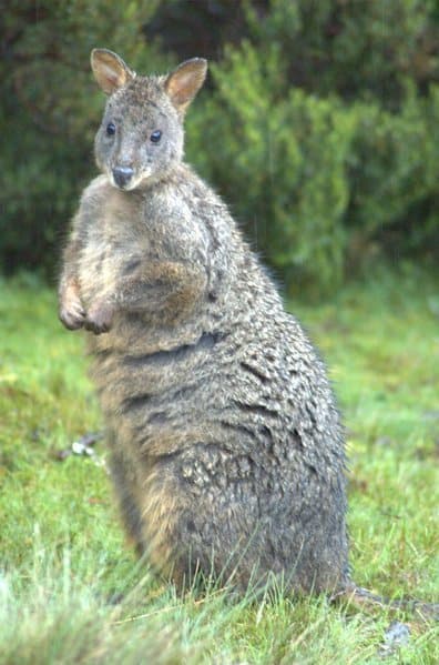 newborn pademelon