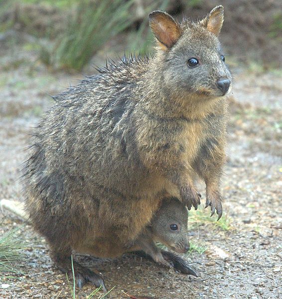 newborn pademelon