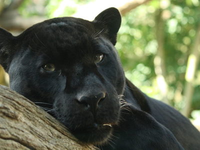 A Panthera pardus, Panthera onca
