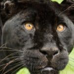A close-up of a black panther.