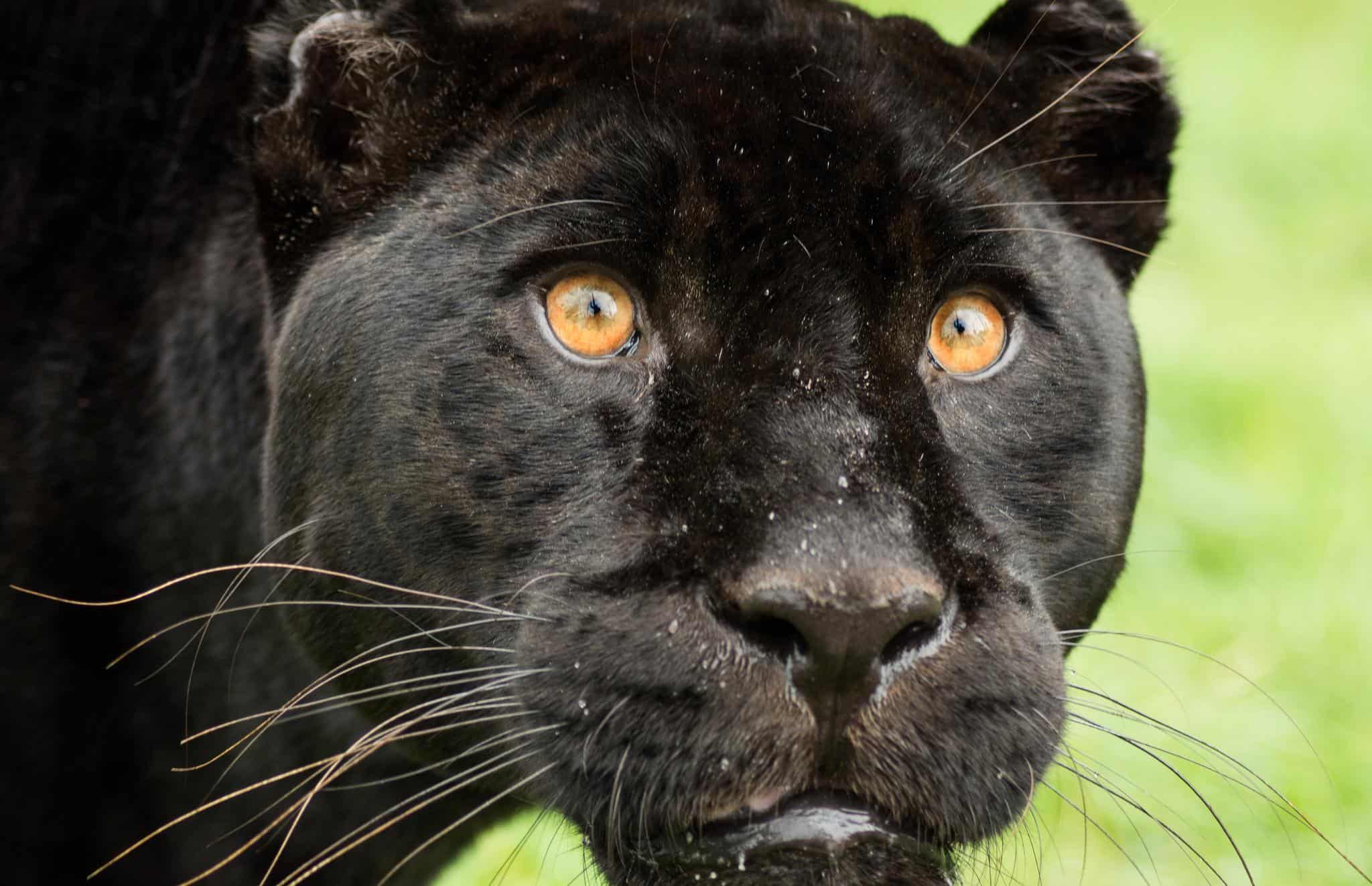 Panther Animal Facts | Panthera pardus, Panthera onca | AZ Animals