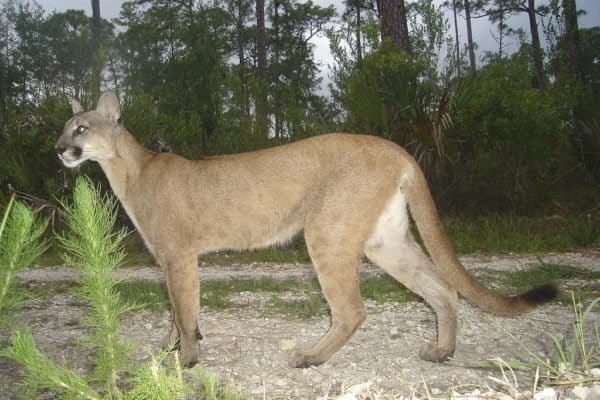 A Panther in Florida, USA.