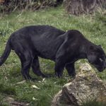 A black Panther at Chester Zoo, UK.