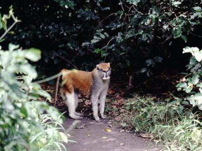 Patas Monkey Picture