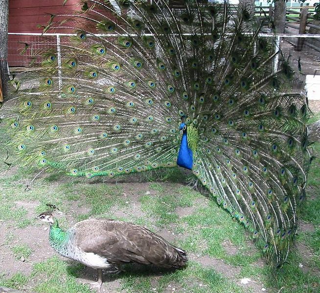 Why do peacocks show their feathers?