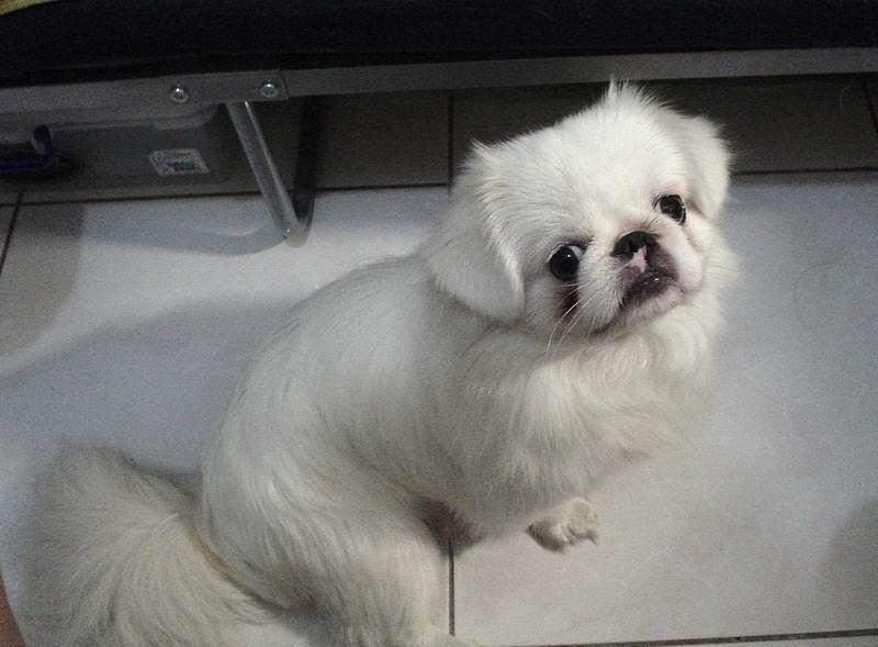 Pekingese sitting on carpet