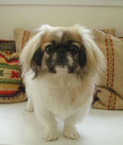 Pekingese standing on floor