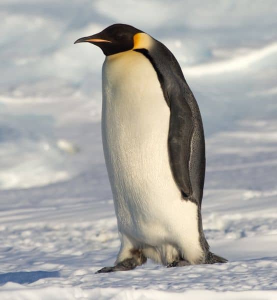 Image result for penguin