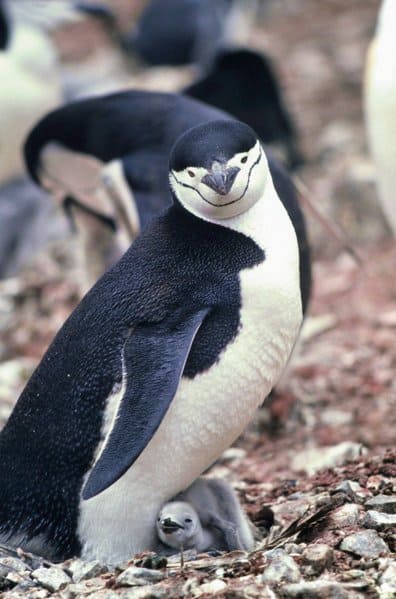 Jaw penguin - Pygoscelis antarctica - penguin with jaw marker looking at camera