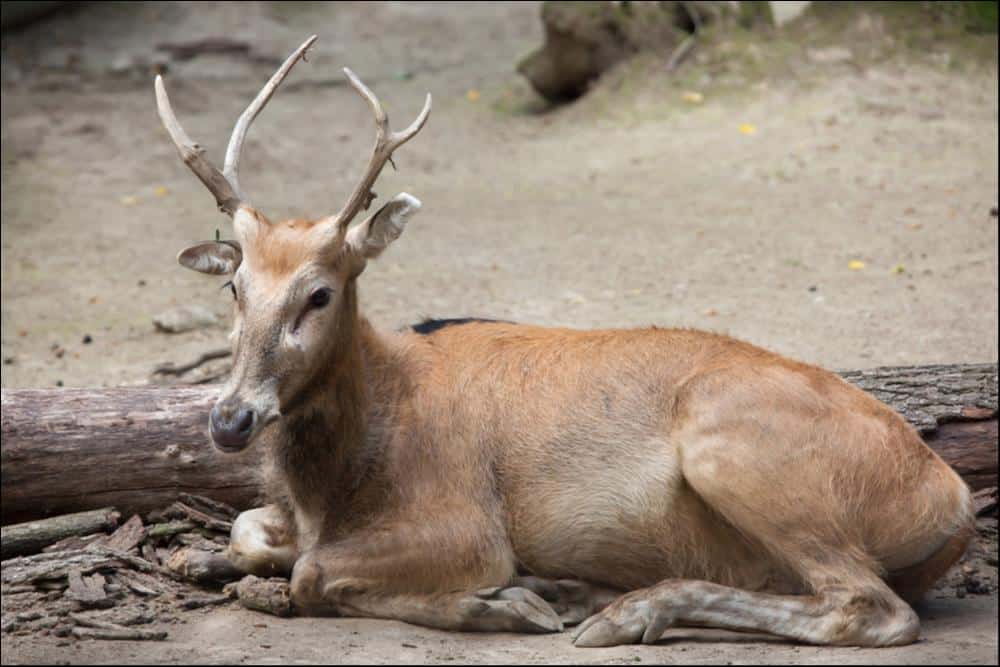 Largest Deer - Pere David's Deer