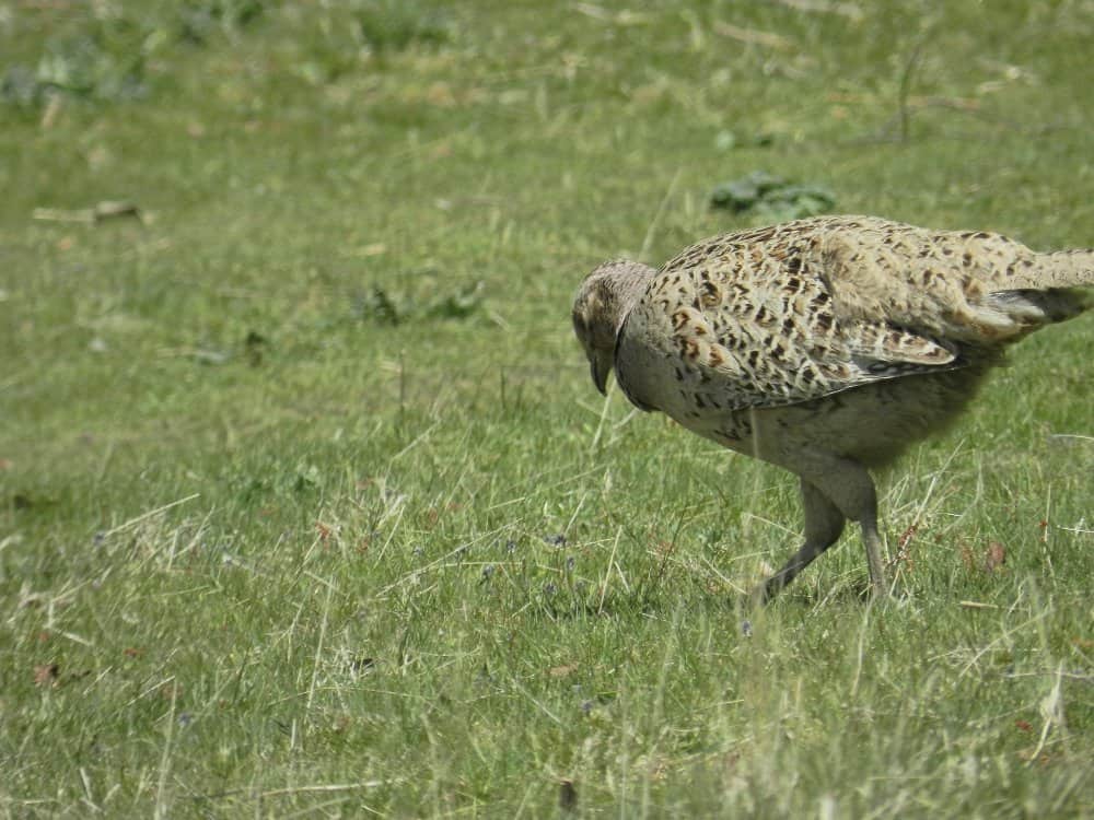 A female Pheasant at RSPB Minsmere Reserve