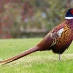 Pheasants, chickens, and allies