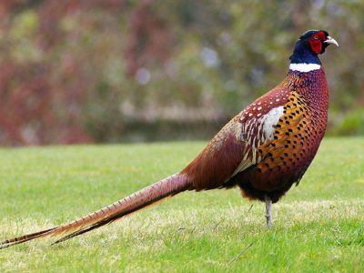 A Pheasant