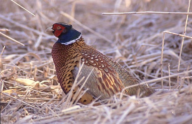 Pheasant on some straw