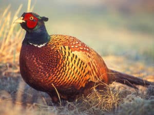 The 20 States With the Absolute Best Pheasant Hunting in 2024 Picture