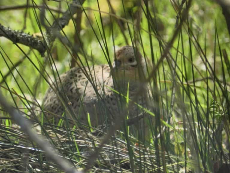 A female Pheasant at RSPB Minsmere Reserve