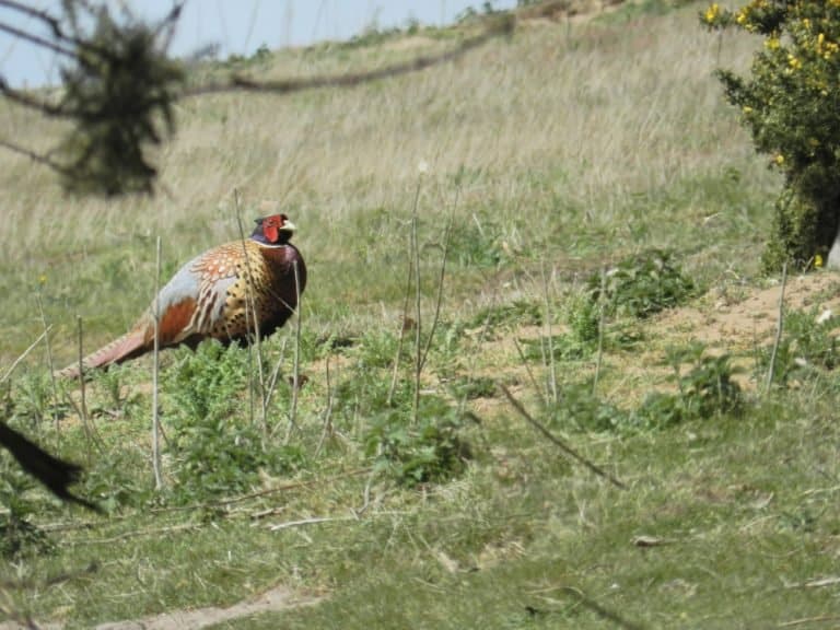 A male Pheasant at RSPB Minsmere Reserve