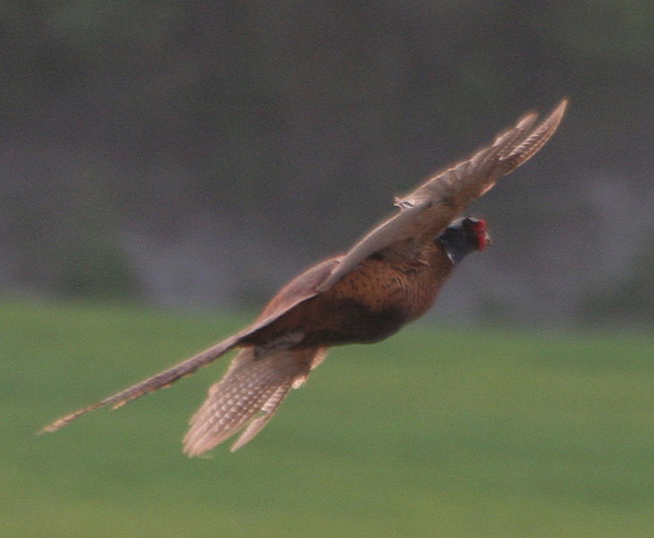 A startled pheasant takes flight in fields near Munich