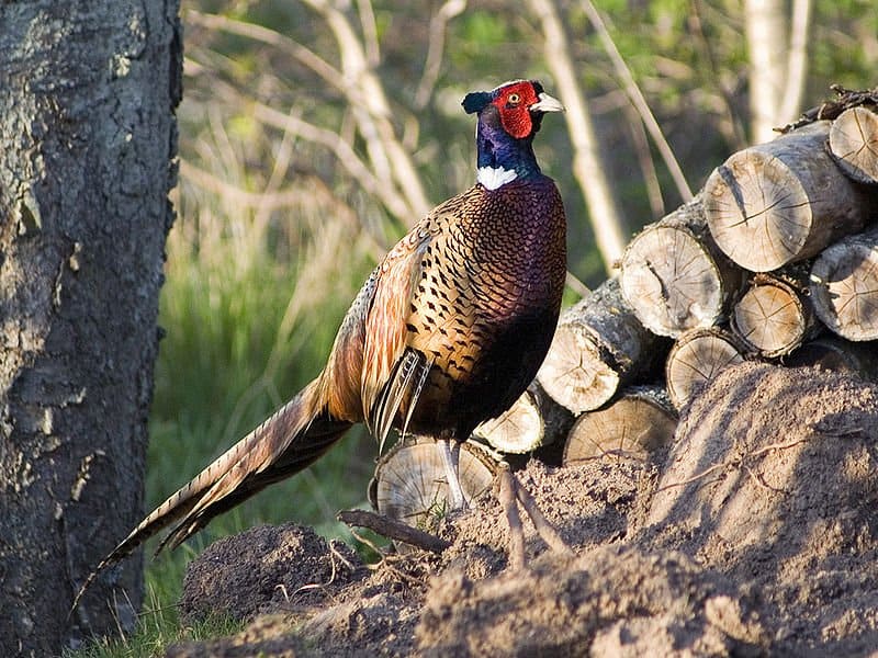 Grouse vs Pheasant