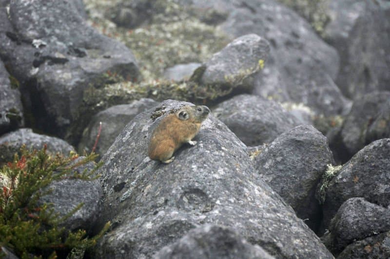 Pika - Wild About Utah