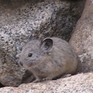 Pika Animal Facts - Ochotona - A-Z Animals
