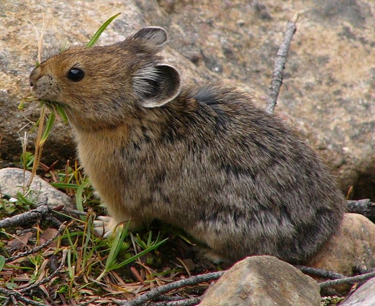 Pika Animal Facts  Ochotona Minor - A-Z Animals