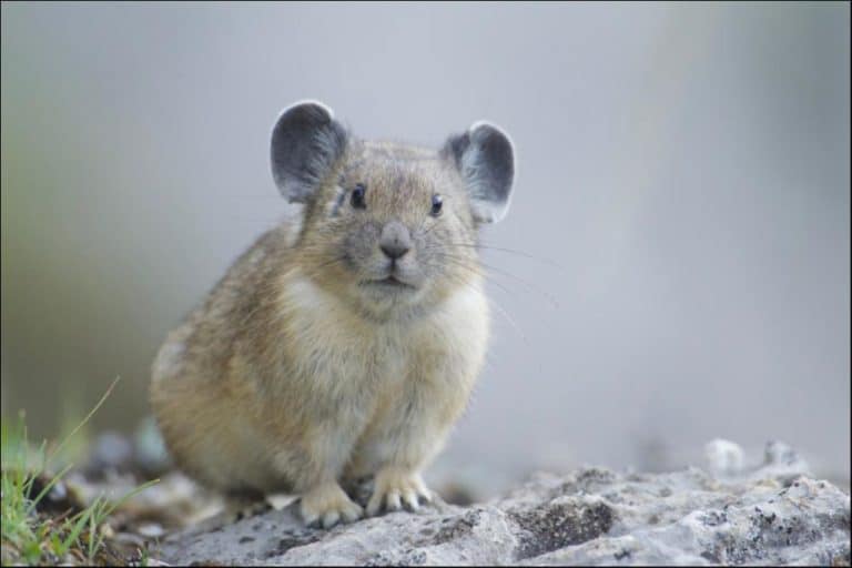 Pika Quiz: Find Out What You Know! - A-Z Animals