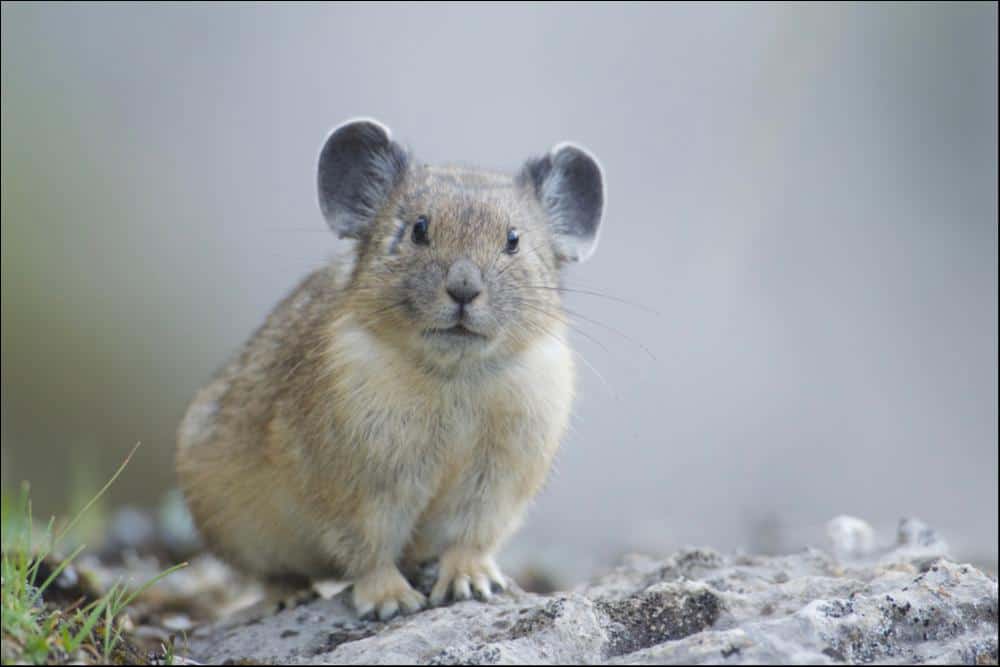 Pika (Ochotona Minor) standing on a rock looking super cute