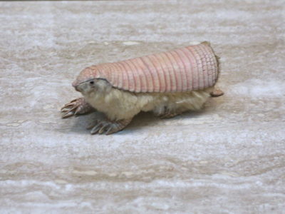 Pink Fairy Armadillo Picture