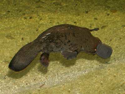 Platypus Picture