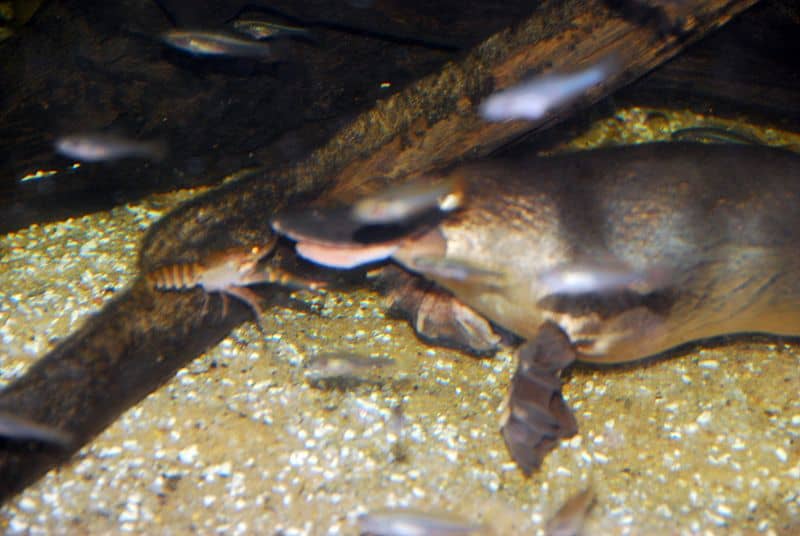 newborn platypus