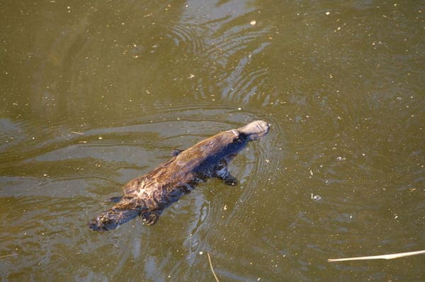 Platypus - A-Z Animals