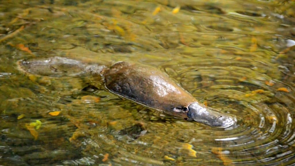 platypus eating