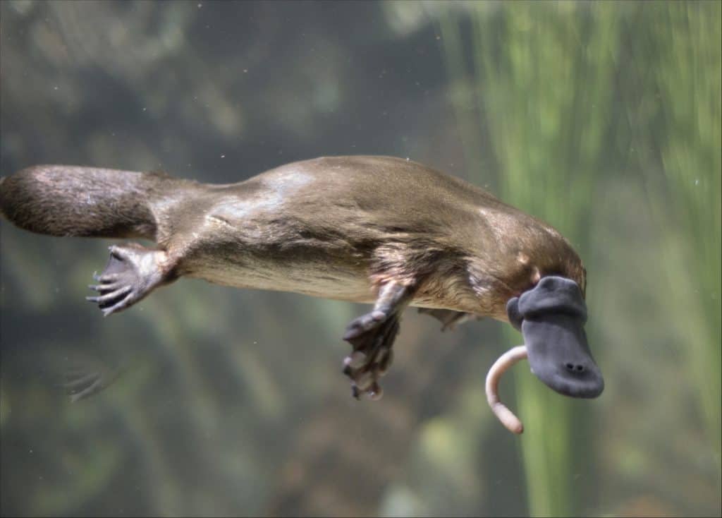 Endemic to Australia, platypuses are unique mammals with duck-like bills that lay eggs.