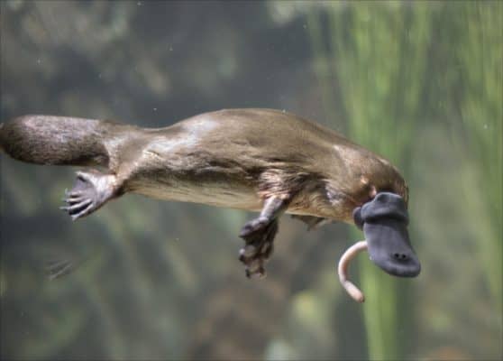 Do Platypuses Make Good Pets? - A-Z Animals