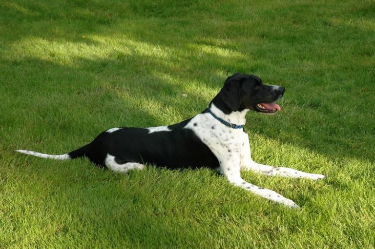 Pointer laying in the grass