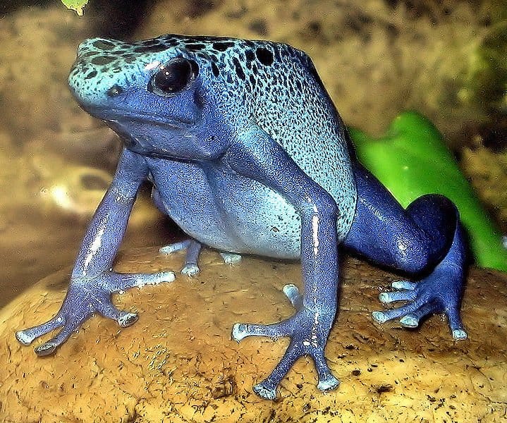 Blue Poison Dart frog Dendrobates azureus at Bristol Zoo, England.