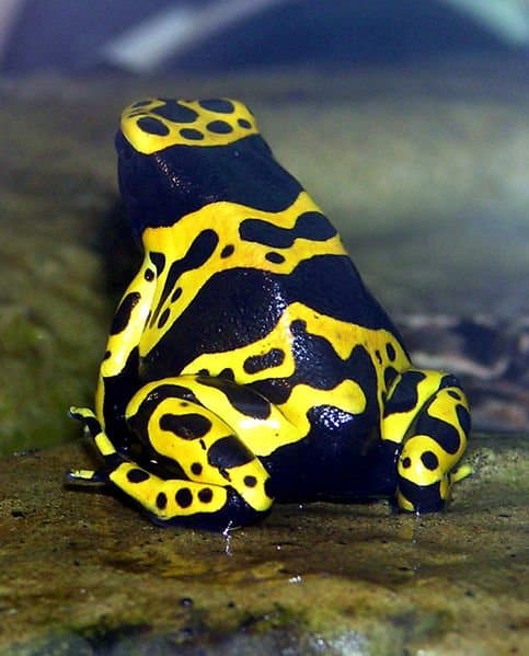 golden poison dart frog eating