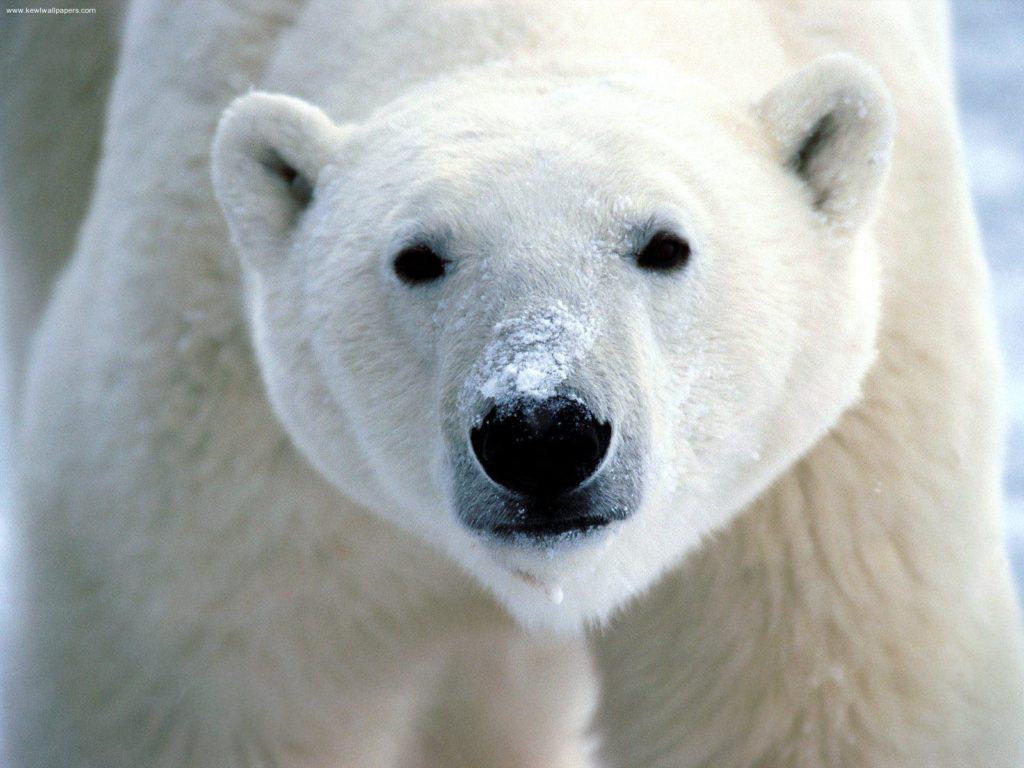 Polar bear with snow on its muzzle