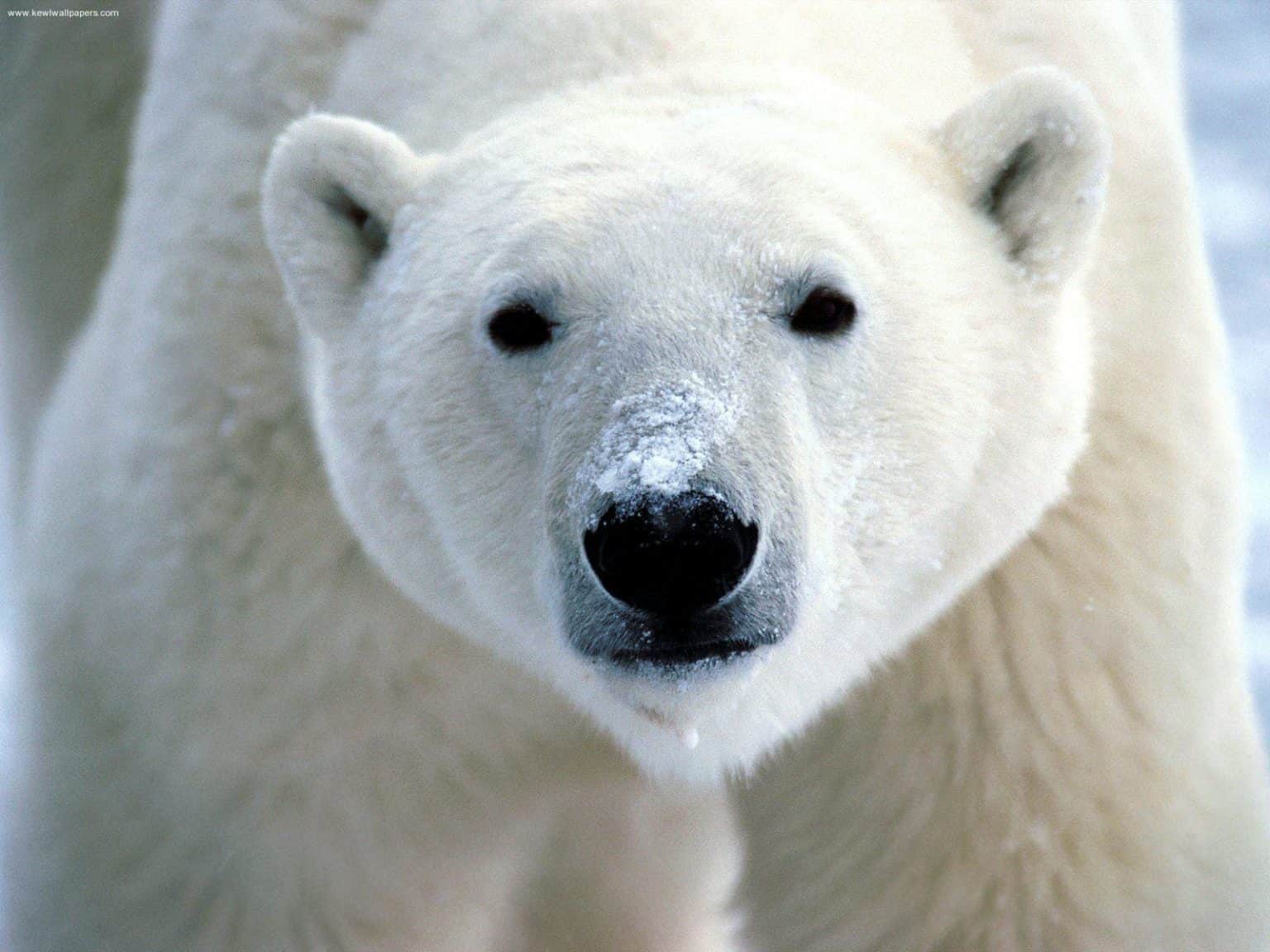 discover-the-largest-polar-bear-ever-recorded-az-animals