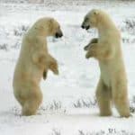 Polar Bears play-fighting