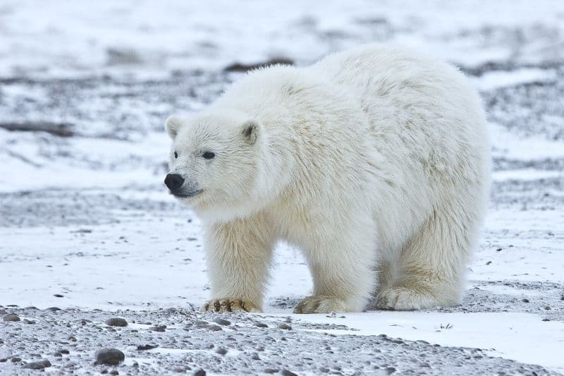 Full frame of a white polar with a black nose and eyes standing on ice/snow.