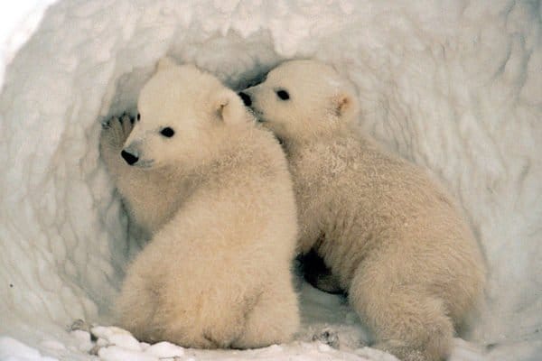 Polar Bear (Ursus maritimus) cubs.