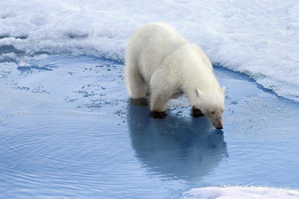 A polar bear stops to drink near the north pole.