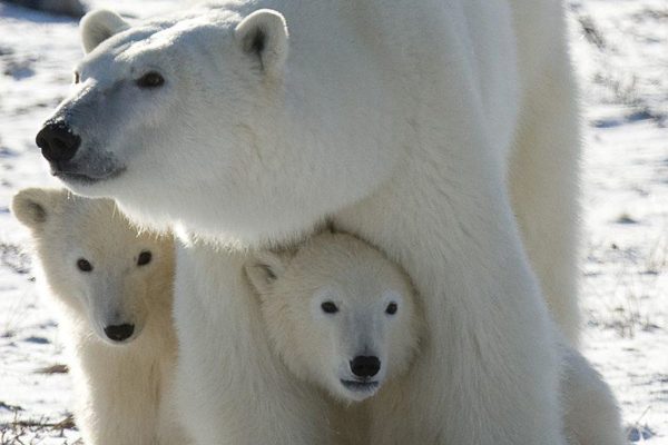 A polar bear mother and her two cubs in Wapusk National Park, Canada.