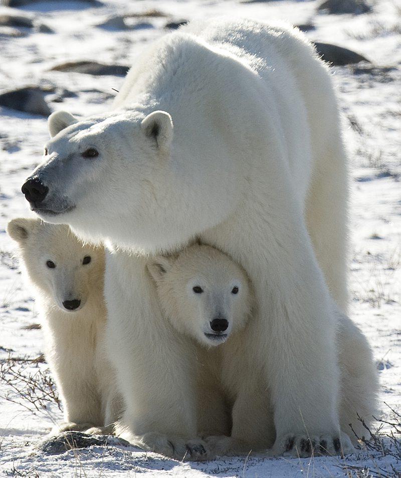 Polar Bear Animal Facts Ursus maritimus AZ Animals